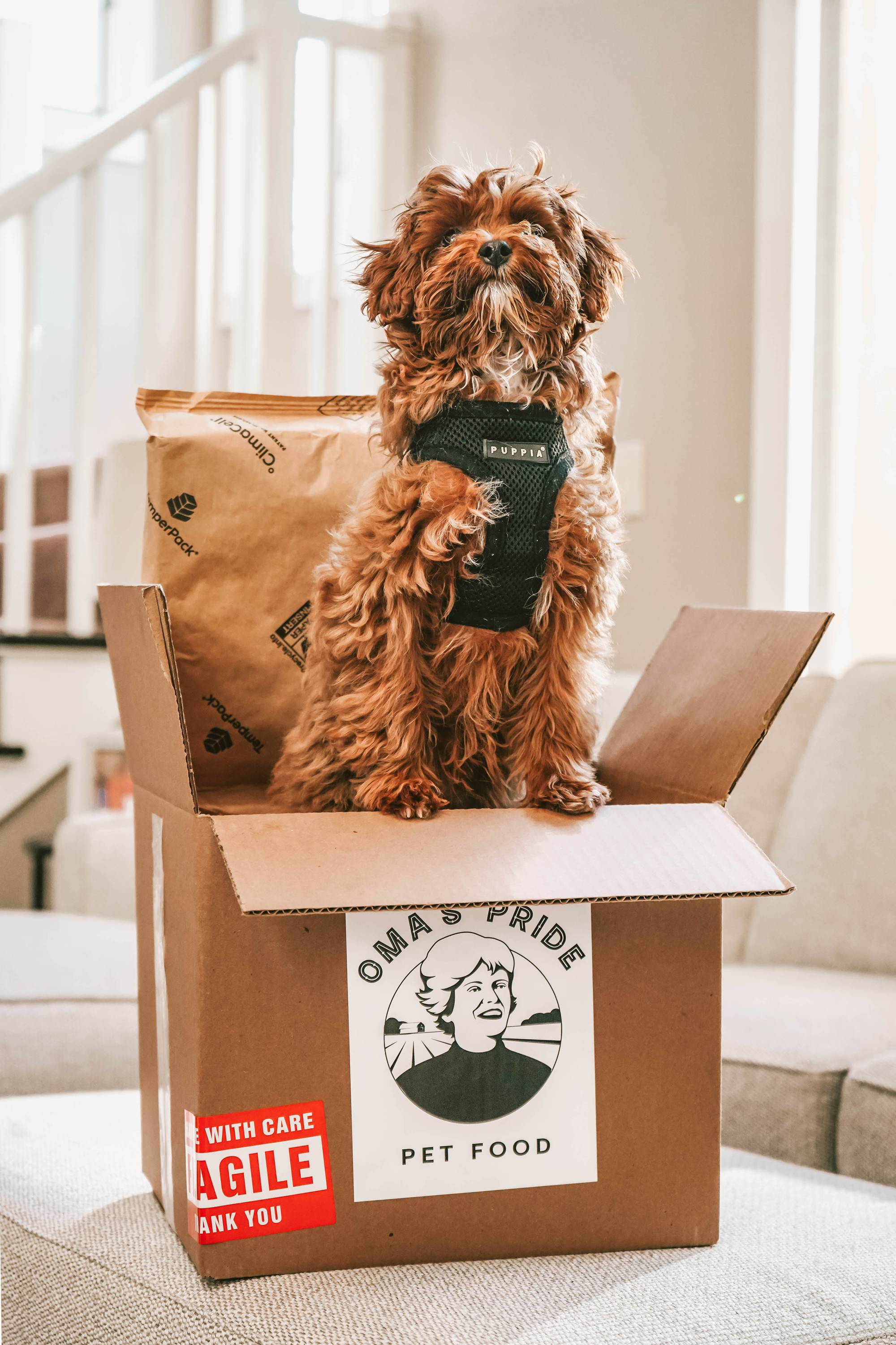 Lincoln the dog sits inside an Oma's Pride box on white sofa.