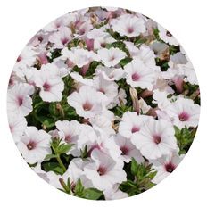Photo of Supertunia Vista® Silverberry Petunia