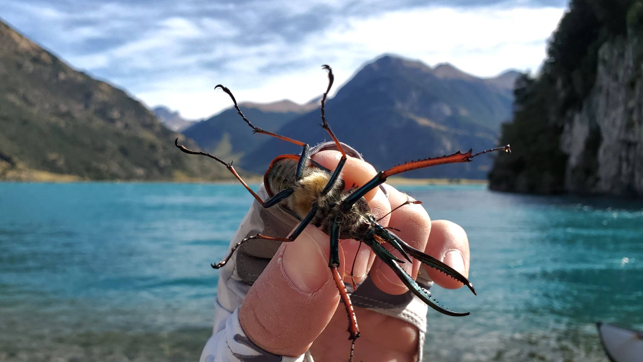 Cantaria Beetle in Patagonia