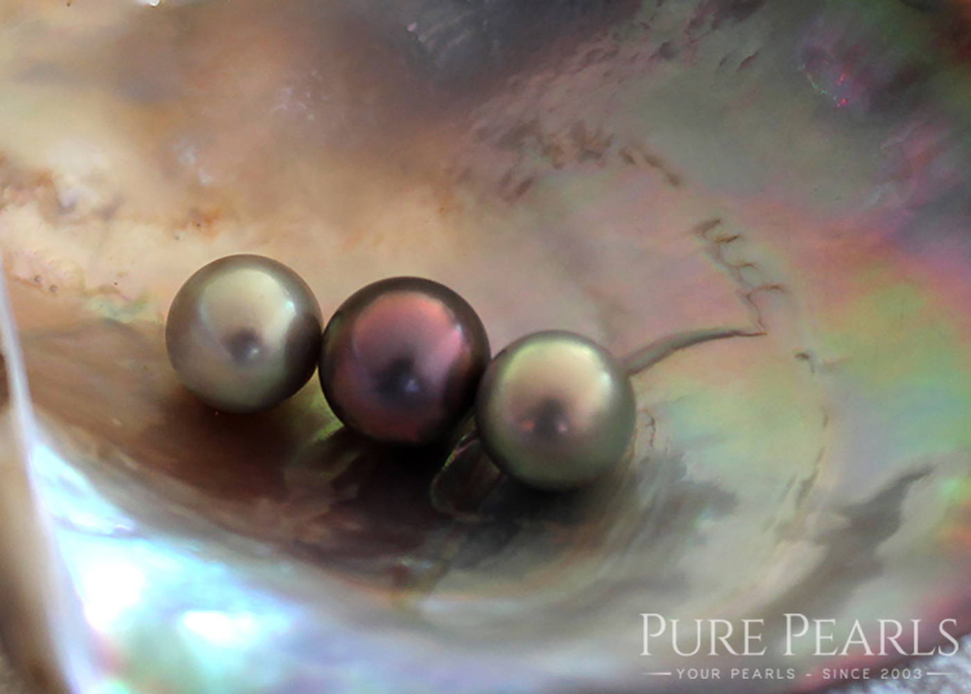 Cultured Sea of Cortez Pearls are the Rarest Cultured Pearls in the World