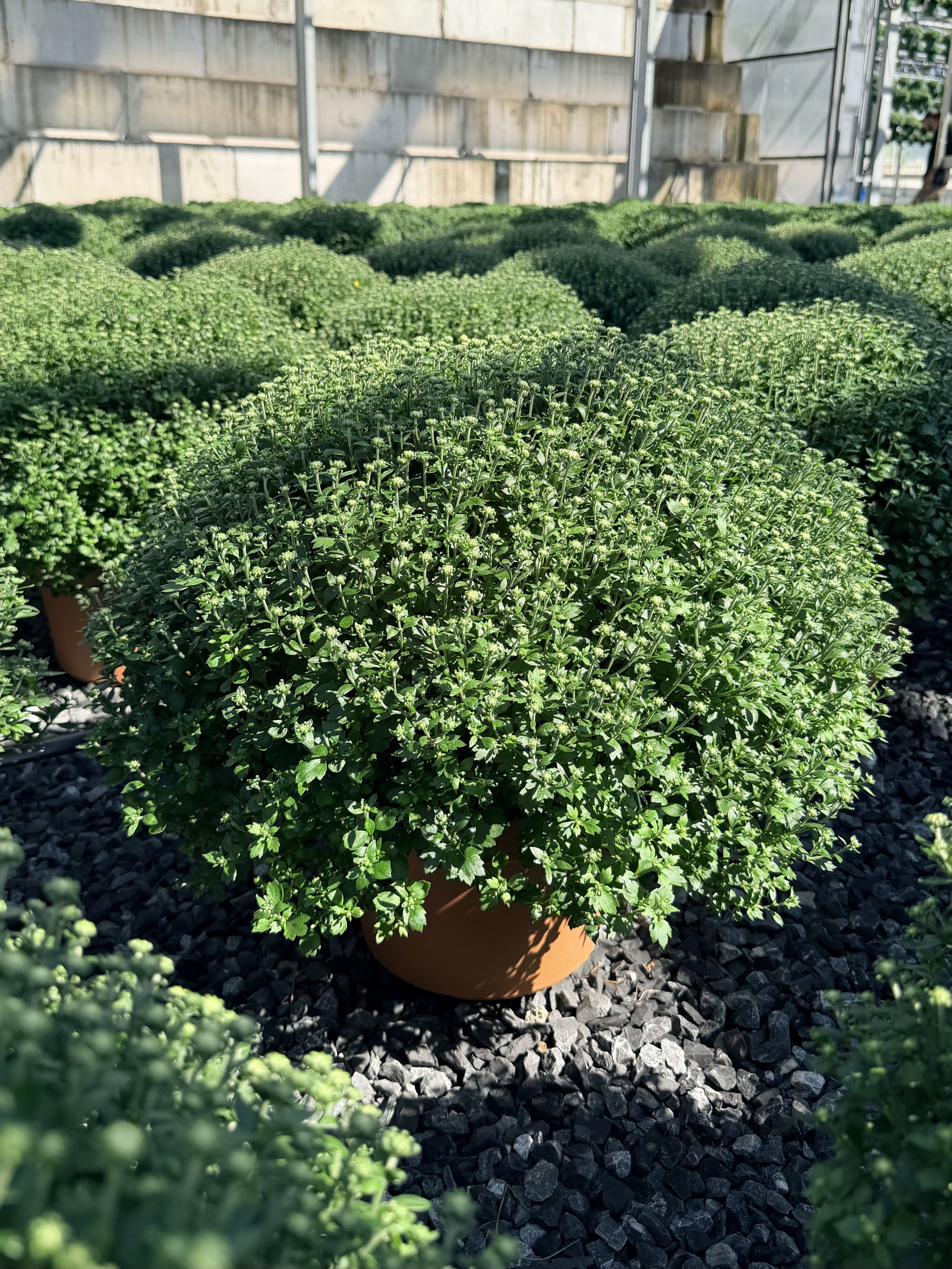 Potted green plants arranged in a greenhouse, showcasing rounded foliage.