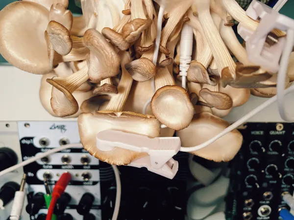  By directly applying the voltage of mushroom communication to synthesizers, the mushrooms 