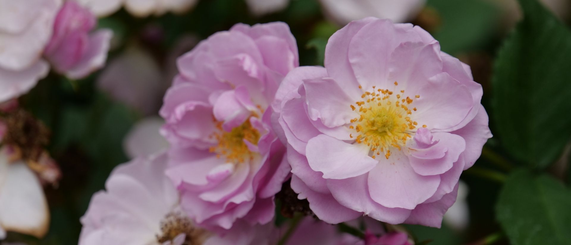 Photo of Rise Up Lilac Days® Rose