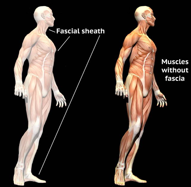 fascia overlying the muscles