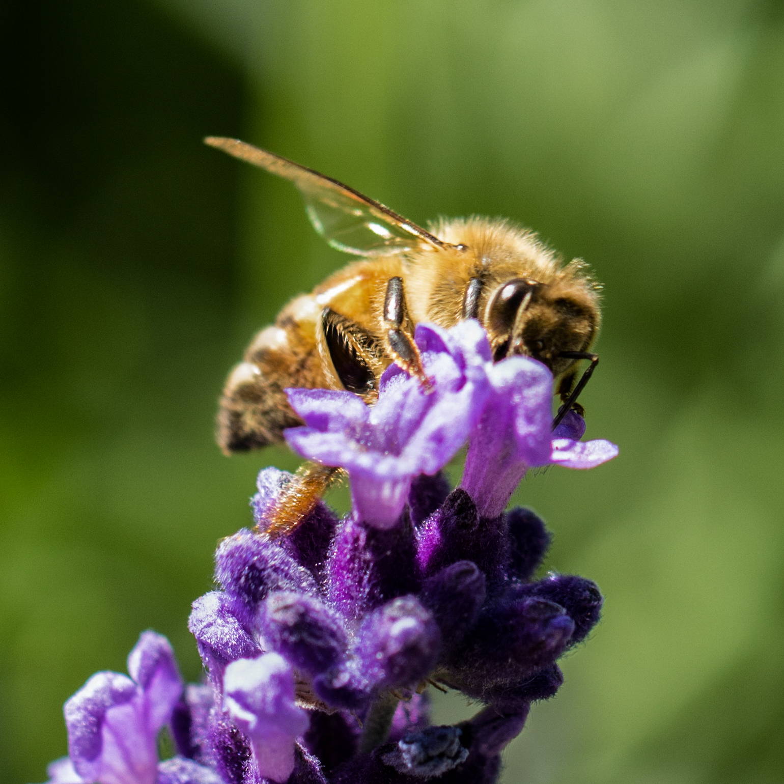 Why so many new beekeepers quit - Honey Bee Suite