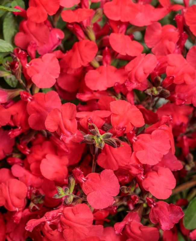 Photo of OutShine™ Red sage (Salvia hybrid)