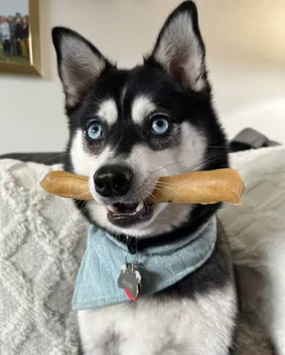 Photo of a dog with his face in the middle of two candy cane chews, licking them. 