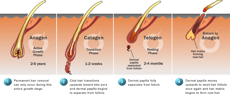 Understanding Hair Growth Stages - Capillus