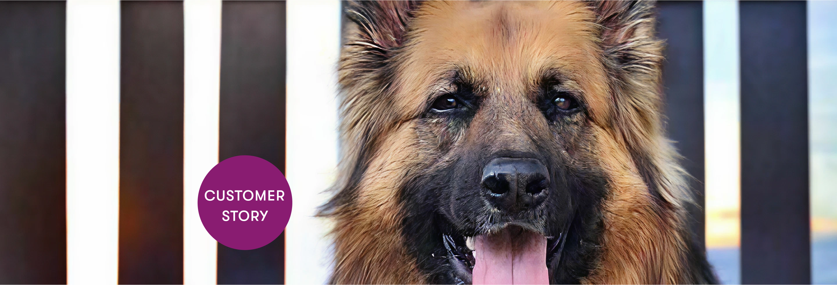 A close-up of a dog with a beautiful background.
