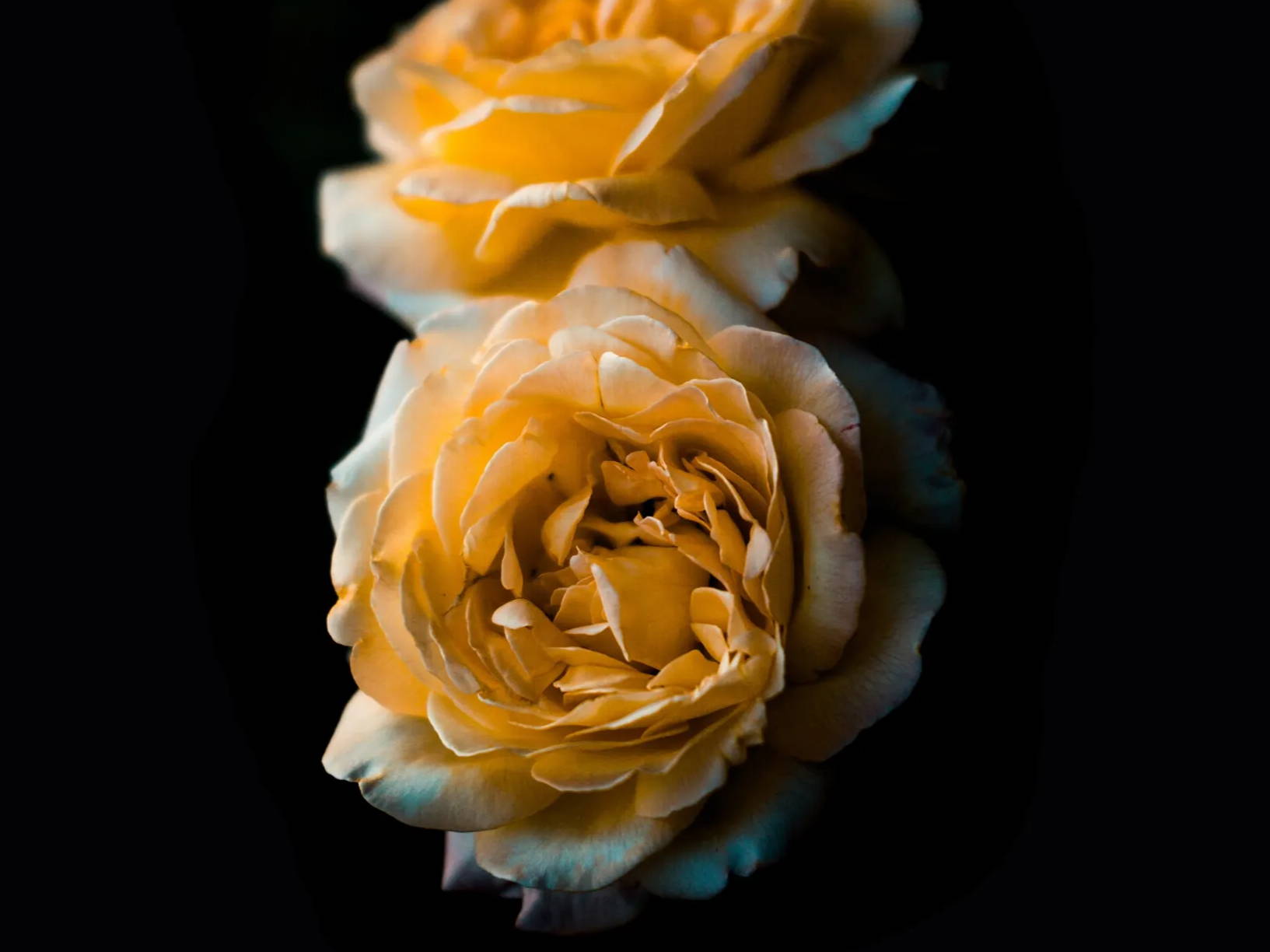 Two yellow roses against a black background