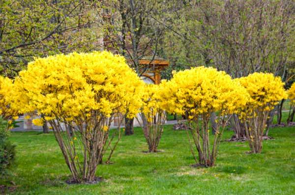 Forsythia Forsythia Bush Plantingtree