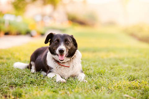 Digestive Enzymes for Dogs: Why would a dog need digestive enzyme support?