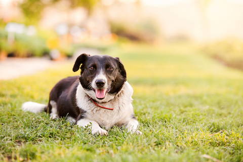 how do i know if my dog needs digestive enzymes