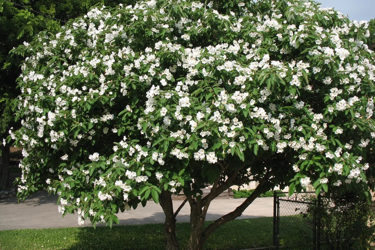 Texas Olive (Cordia boissieri) tree covered in white flowers as the focal point of a Sonoran Desert landscape with cacti and native succulents.