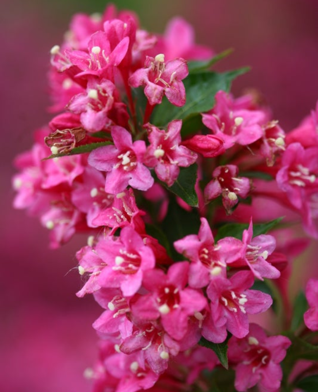 Sonic Bloom® Pink Reblooming Weigela