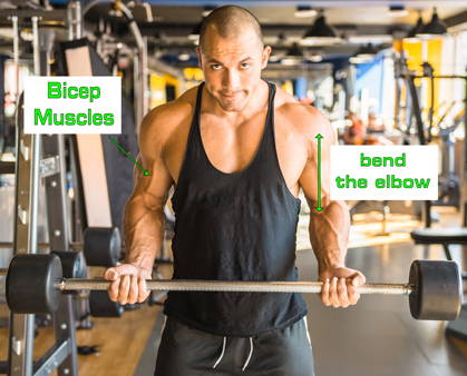 bicep curl exercise