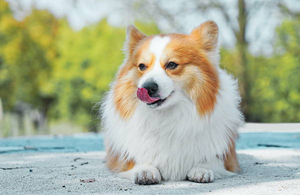fluffy corgi licking their nose outside green background 