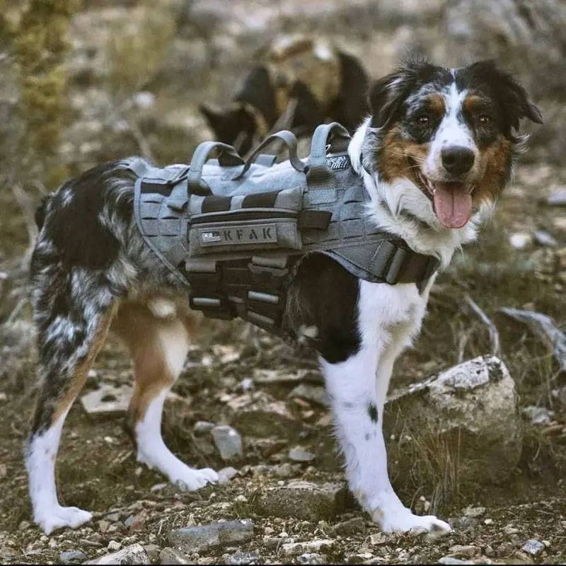 Effects of Tactical Gear on Working Dog Performance 2023 