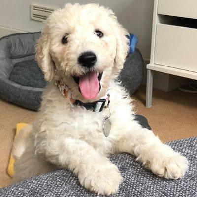 Welcome to the Bone Idol Puppy Admin Guide, Nora the Labradoodle, Micro-chipping, Training, Perfect Puppy, New Puppy