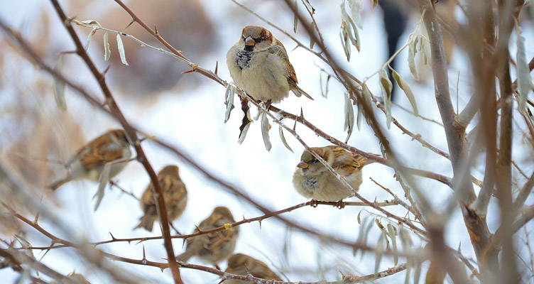 Vogels in de winter