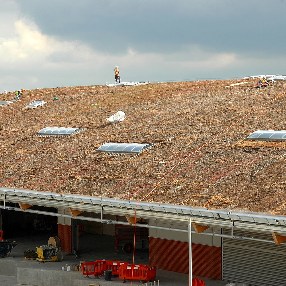 Close up image of the Adnams Distribution Centre's roof being completed with a grass roof.