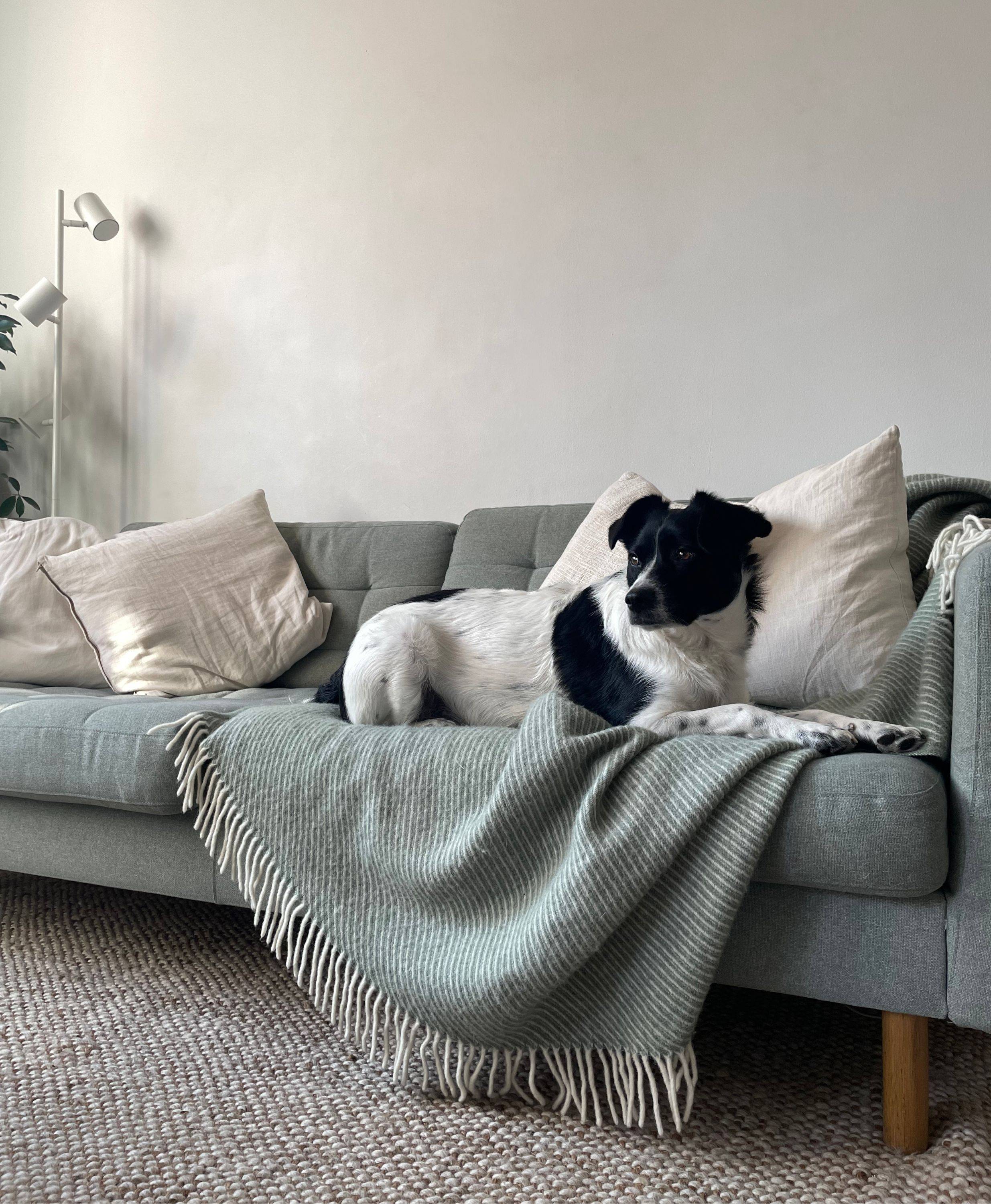 Ein Hund auf einer Wolldecke auf dem Sofa