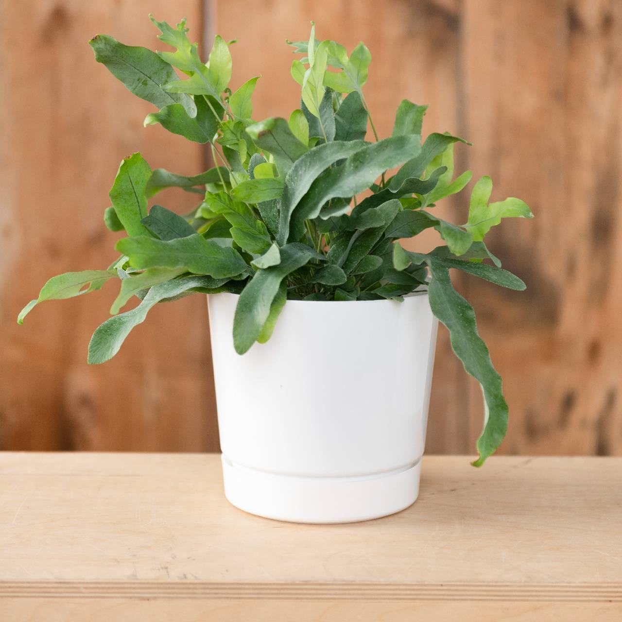 Green plant in a white cylinder pot on a wood table