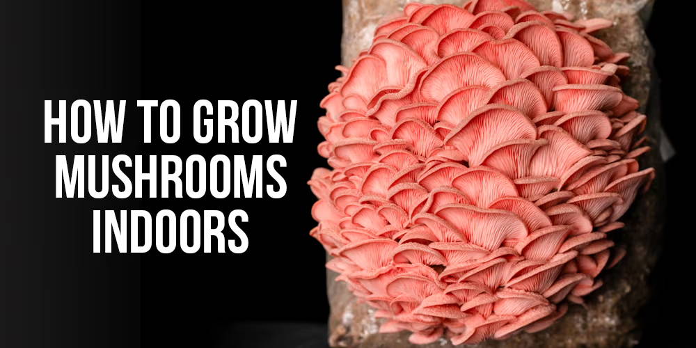 pink oyster mushrooms growing from a fruiting block kit