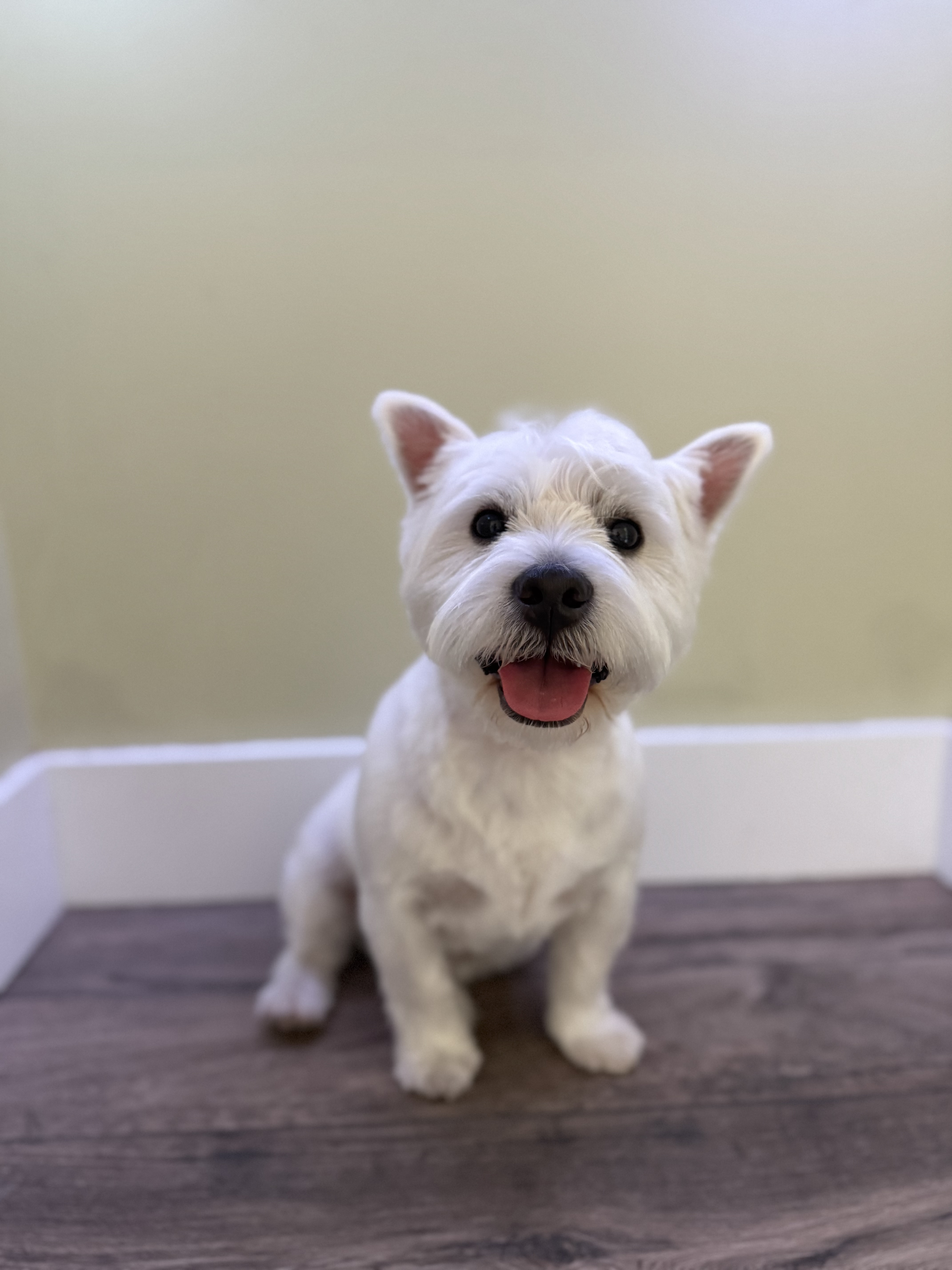 White terrier with a fresh groom