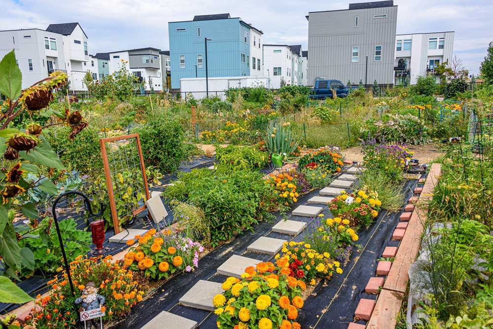 Community Garden with lots of flowers and vegetables