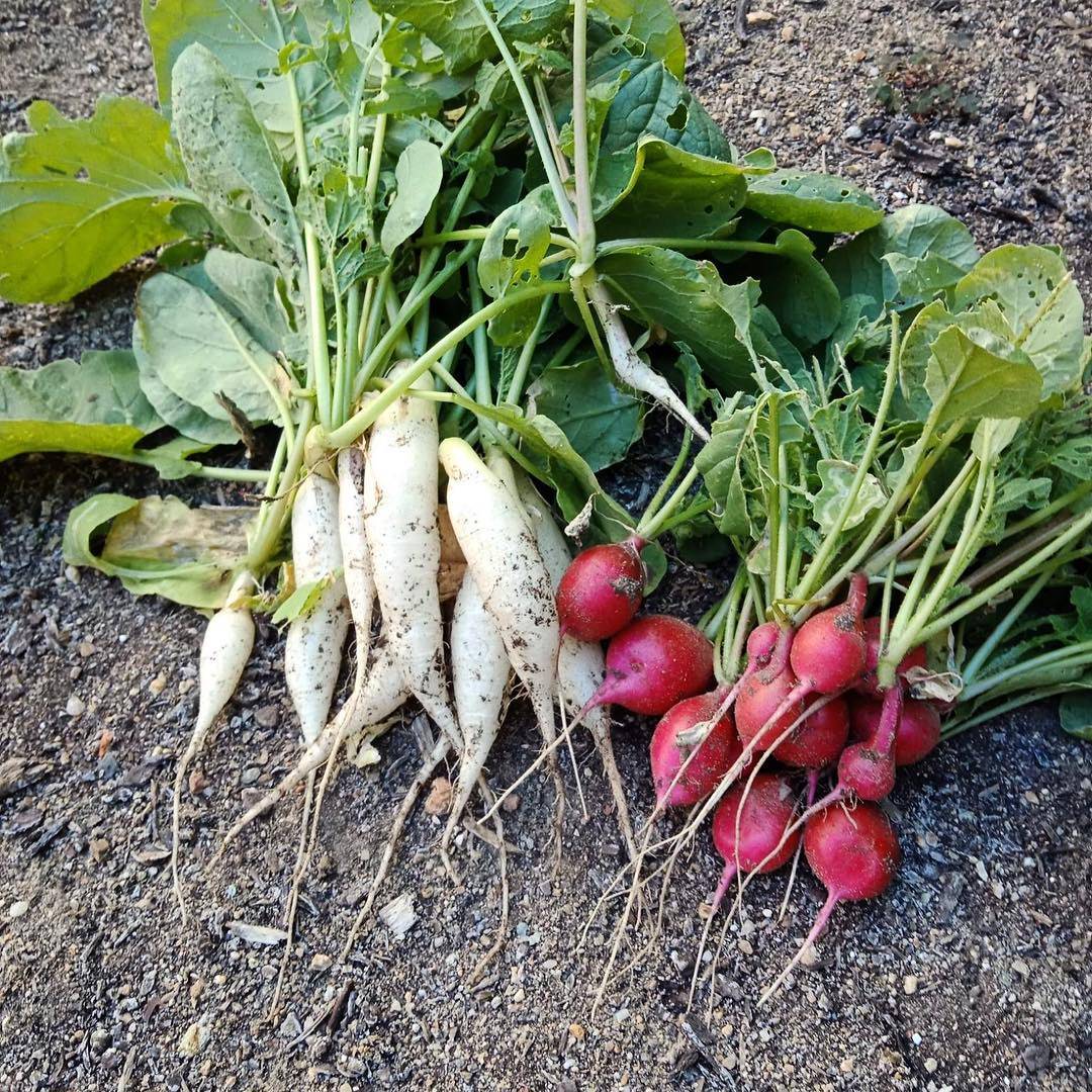 FarmBot | Open-Source CNC Farming