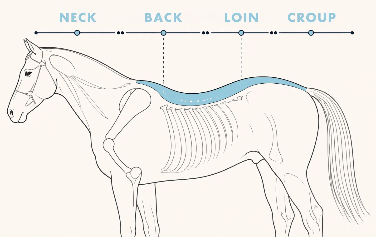 Diagram of a horse highlighting neck, back, loin, and croup.
