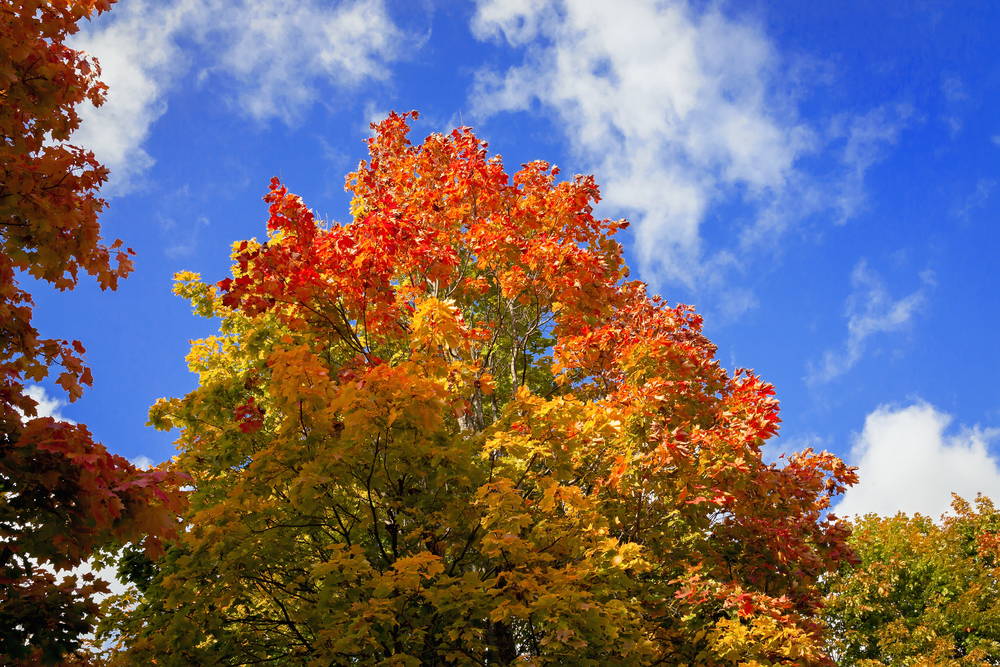 A Sassafras tree changing colors in fall.