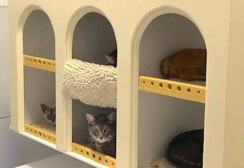 Cats who are available for adoption at Cat Town