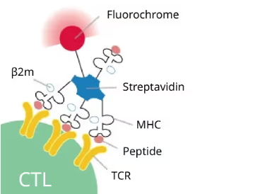 Diagram illustrating components of T cell receptor interaction with antigen-presenting molecules.