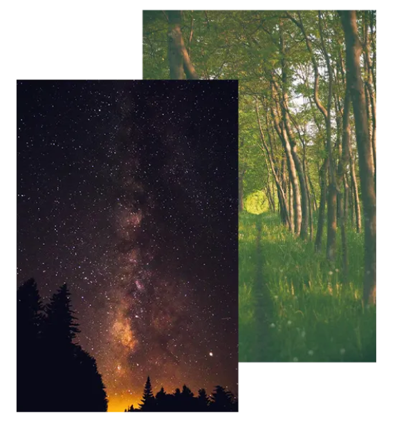 one image with night sky, one image of forest - tea leaves organic loose leaf tea