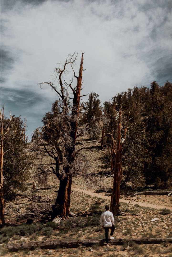 Wilderness