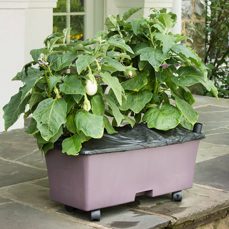 An light purple EarthBox growing a crop