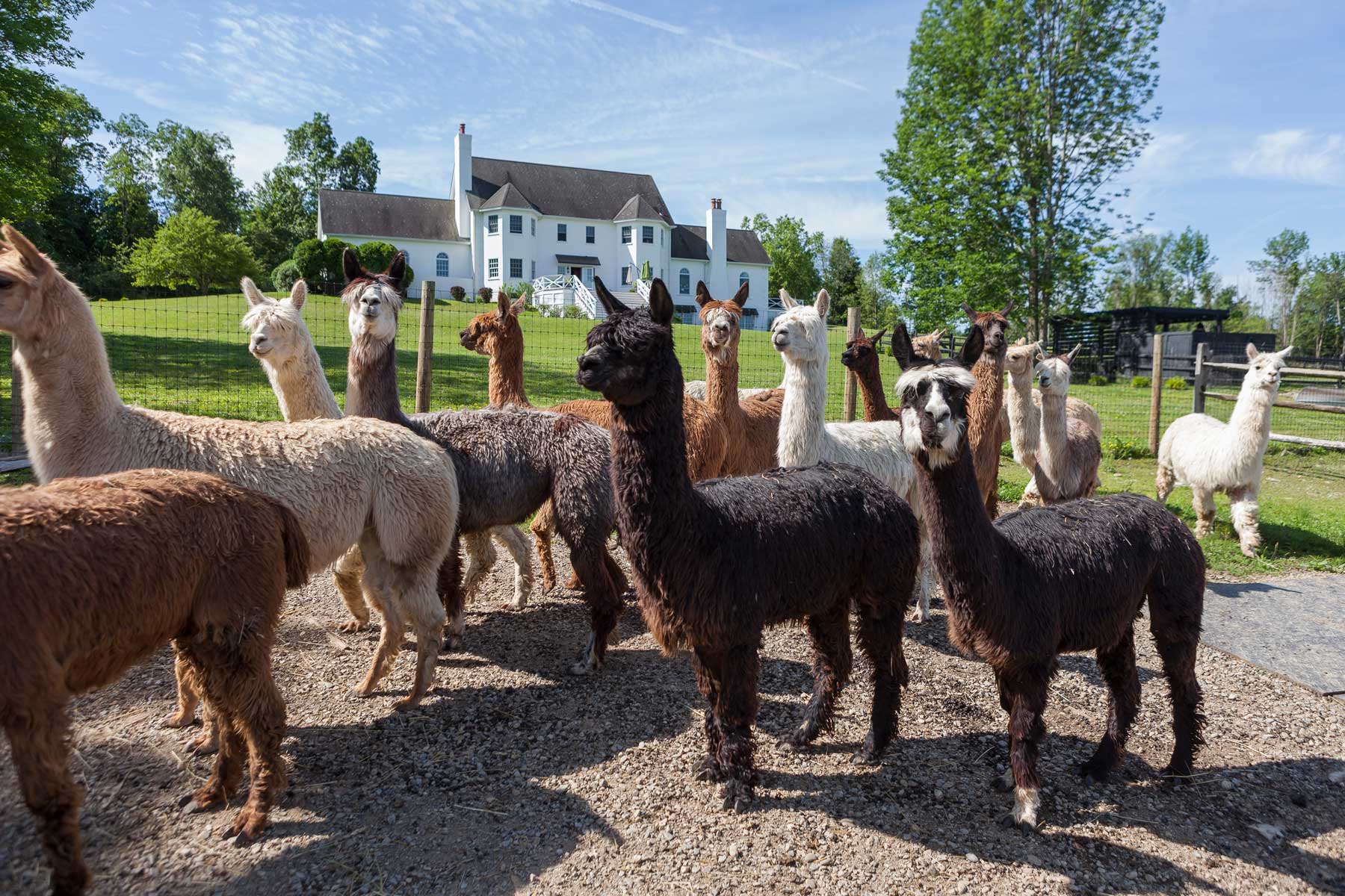 A group of colorful alpacas in a sunny field near a house.
