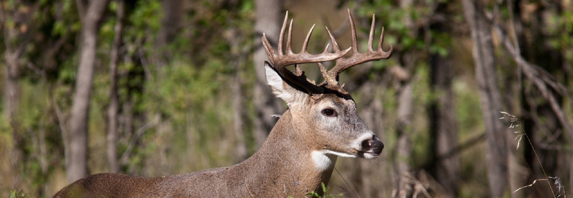 A picture of a large buck with a full rack