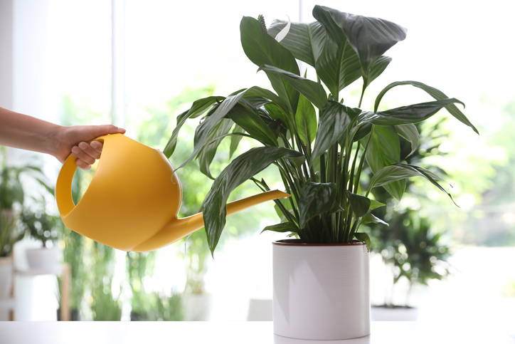 Watering Your Indoor Plants at The Good Plant Co