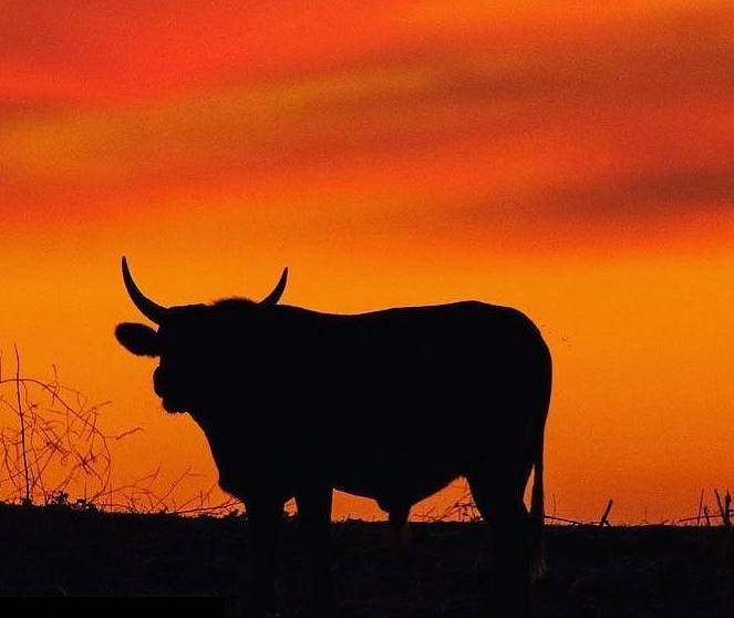 Silhouette of Barzona bull on a hill with orange sky at sunset