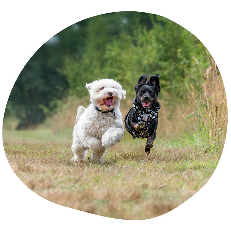 Darmsanierung für Hunde: zwei Hunde rennen glücklich über eine Wiese