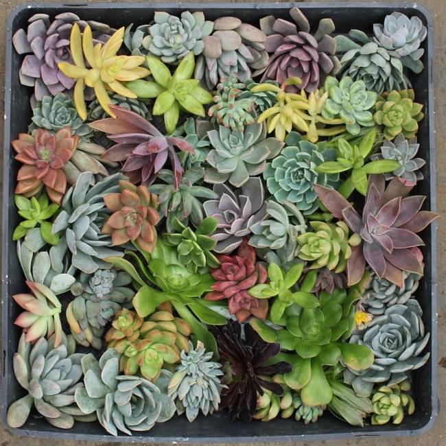 succulent wedding cuttings 2-4 inches