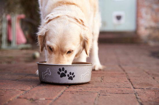 A dog stands on a stone patio and east from a bowl