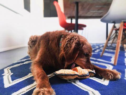 brown dog with orange toy on floor - AnimalBiome