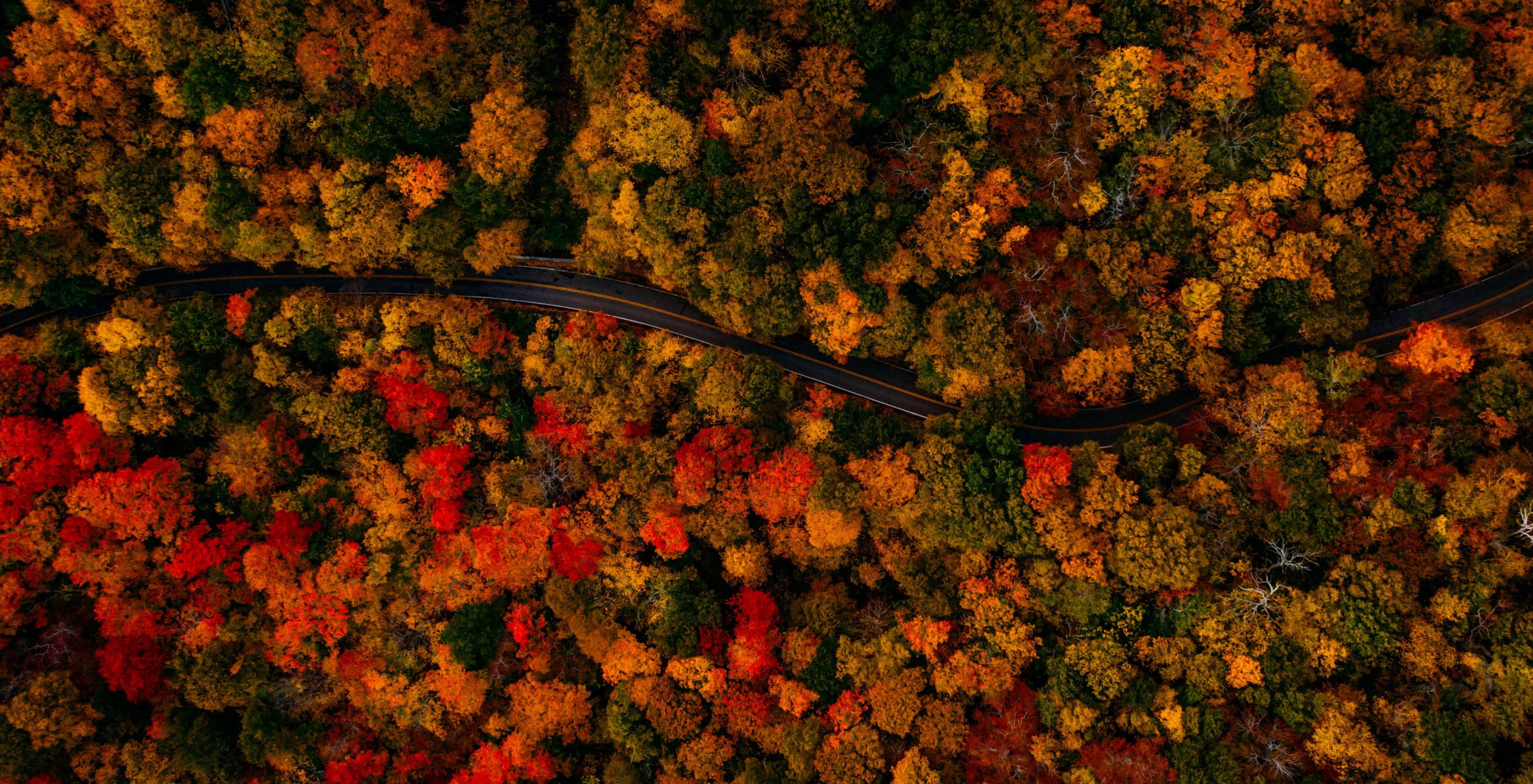 Fall foliage from above