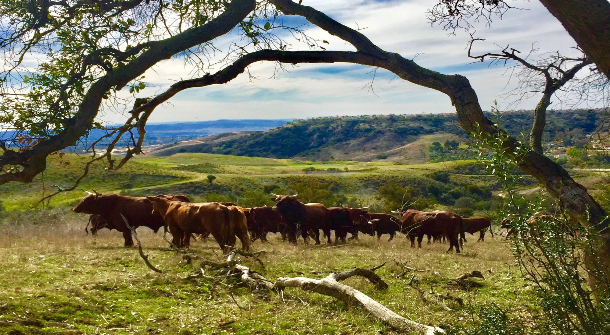 brown cattle walking behind a tree with branches, green grass and blue sky