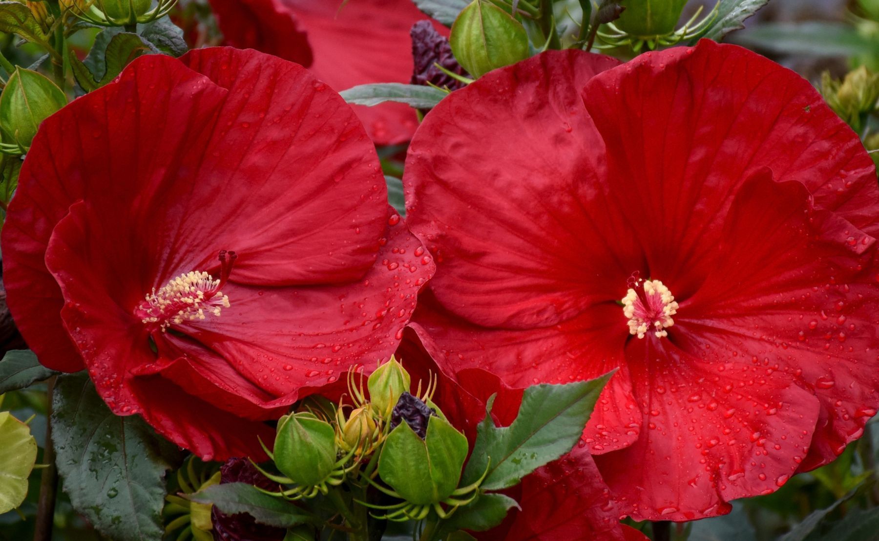Outdoor scene of 2 large red hibiscus flowers in bloom surrounded by green foliage.