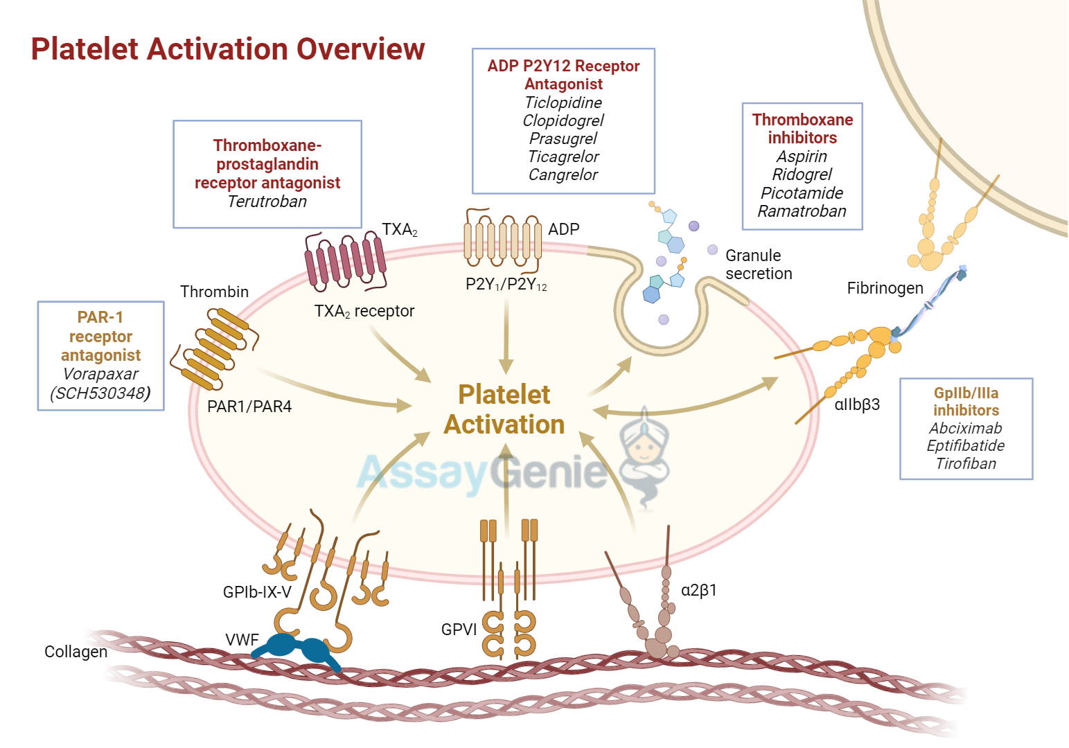 Platelet Activation Overview